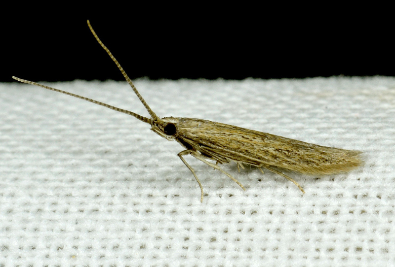 Coleophora texanella - Coleophoridae